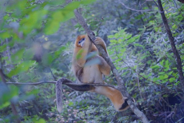 Generation Z Forest Keeper: To Protect Nature Is to Ensure the Survival of Mankind