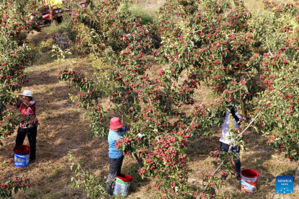 Hawthorn Fruits Enter Mature Season in Liudu, Shandong