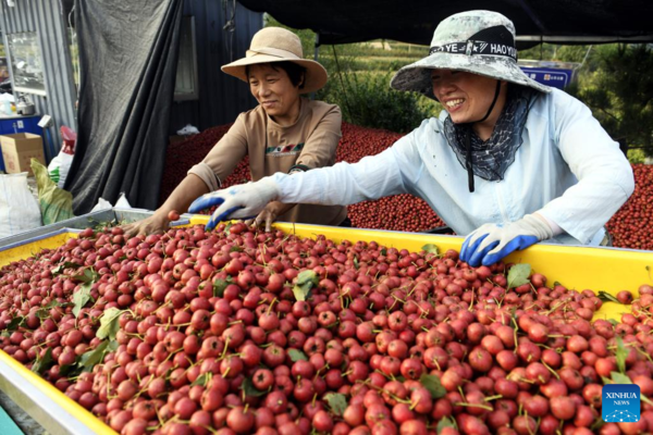 Hawthorn Fruits Enter Mature Season in Liudu, Shandong