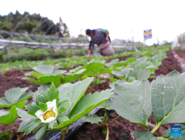 Farmers Busy with Agricultural Activities on Cold Dew Across China