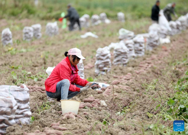Farmers Busy with Agricultural Activities on Cold Dew Across China