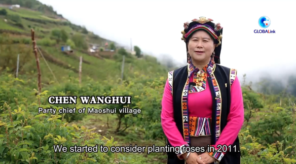 GLOBALink | Rose Plantation Creates Rosy Life in SW China's County