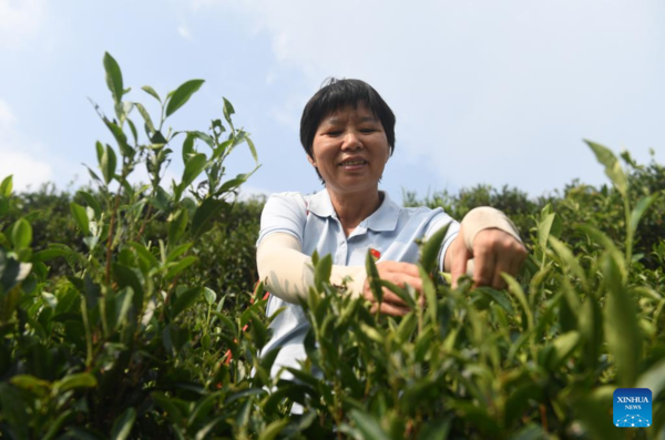 Woman Delegate | Zhu Xuelan: Tea Master Shares Family Secret for Common Prosperity