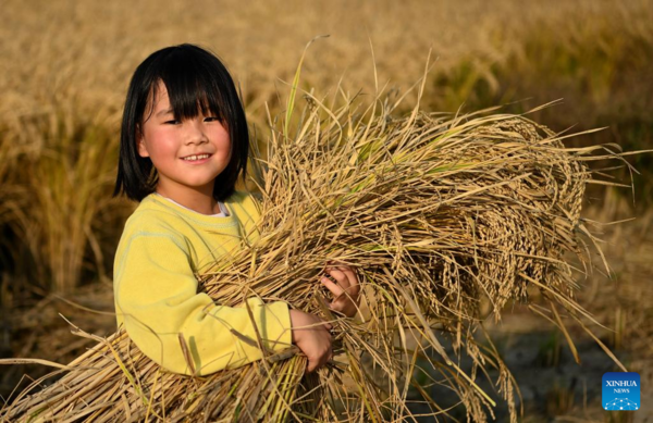 Paddy Rice Harvest in Huangfu Village, Northwest China's Shaanxi