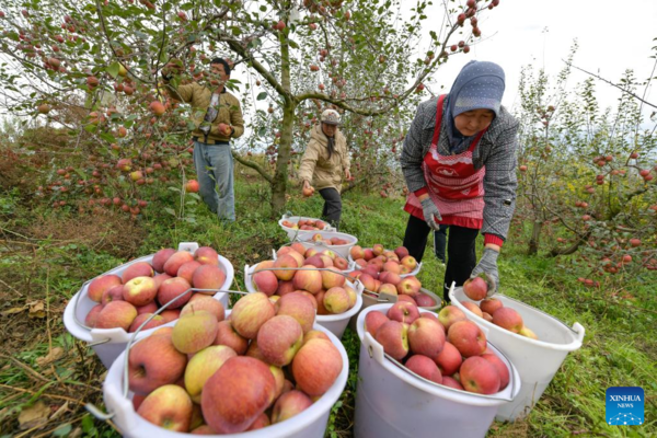 Farmers Embrace Apple Harvest in Southwest China