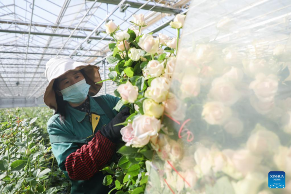 Fresh Cut Flowers in Northwest China Provided for Market at Home and Abroad