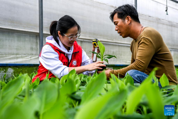 Technicians Dispatched to Apply Agricultural Technology in Xingye County, S China’s Guangxi