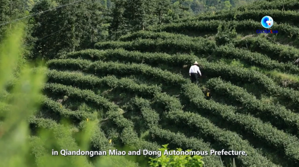 GLOBALink | Experience Dong Oil Tea in SW China's Guizhou