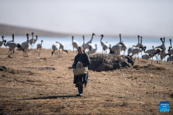 Pic Story: Protector of Black-Necked Cranes in SW China's Yunnan