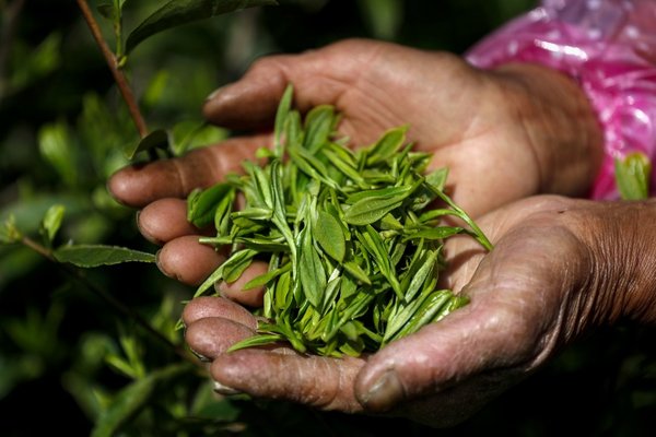 Dialogue on World's Top Black Teas Held in East China
