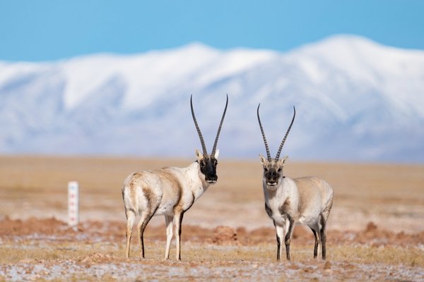 China Aims to Build World's Largest National Park System