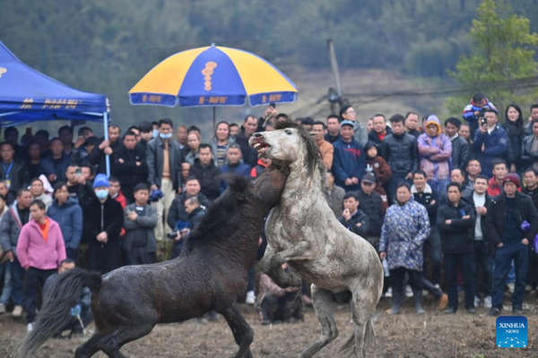 Various Activities Held to Celebrate 'Pohui' Festival in S China's Guangxi