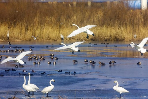 China Plays Crucial Role in Wetland Restoration