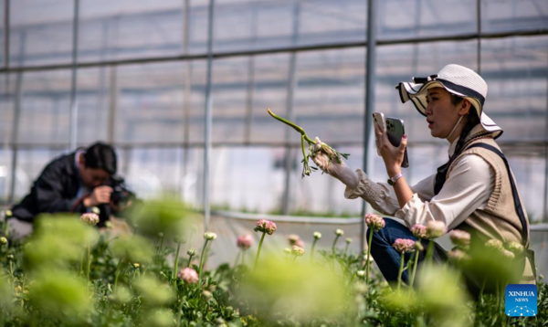 Pic Story of Flower-Selling Live Streamer in China's Yunnan