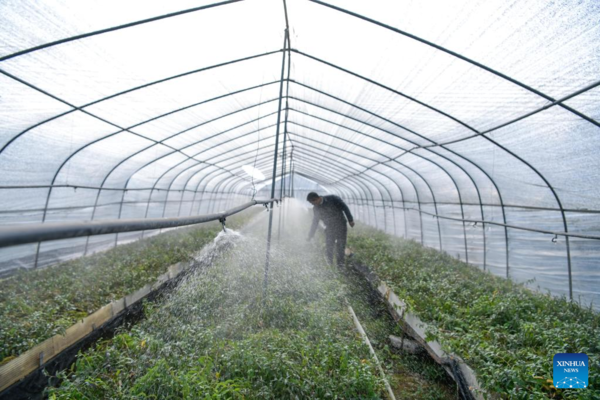 Spring Ploughing and Seedling Raising Start in SW China's Guizhou