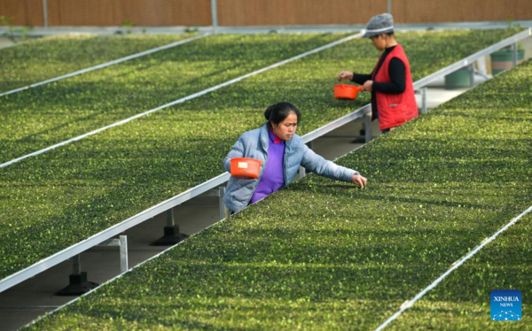 Spring Ploughing and Seedling Raising Start in SW China's Guizhou