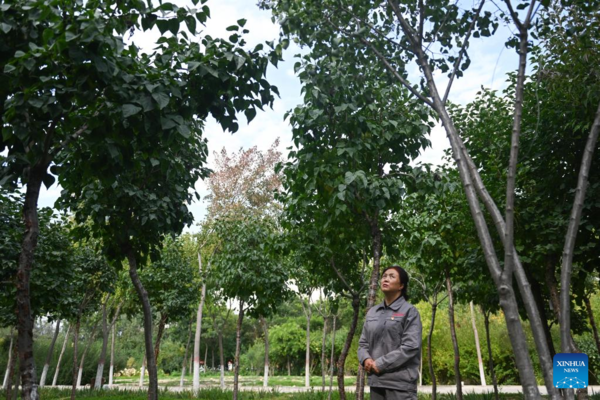 Profile: Forestry Scientist Devoted to Greening Qinghai-Tibet Plateau