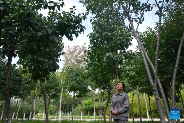 Profile: Forestry Scientist Devoted to Greening Qinghai