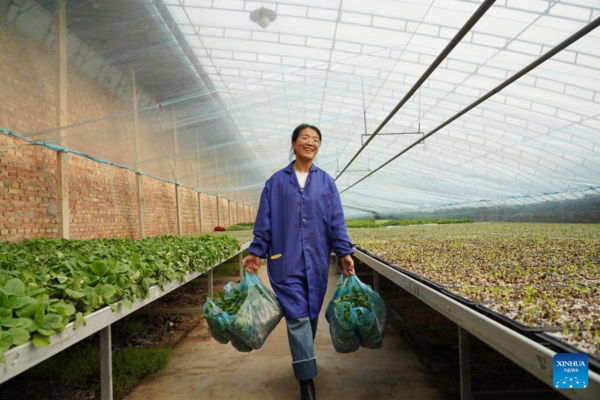 Pic Story: Woman Agricultural Entrepreneur Devoted to Vegetables Business