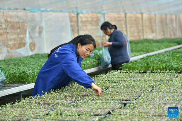 Pic Story: Woman Agricultural Entrepreneur Devoted to Vegetables Business