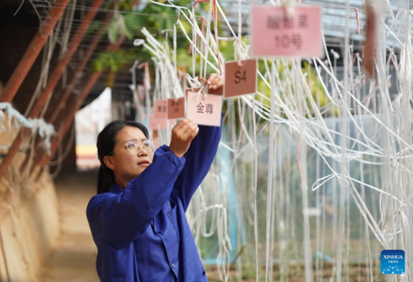 Pic Story: Woman Agricultural Entrepreneur Devoted to Vegetables Business