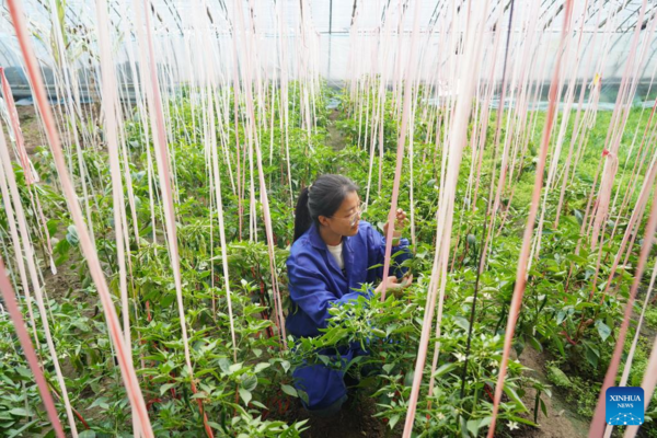 Pic Story: Woman Agricultural Entrepreneur Devoted to Vegetables Business