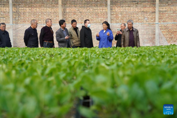 Pic Story: Woman Agricultural Entrepreneur Devoted to Vegetables Business