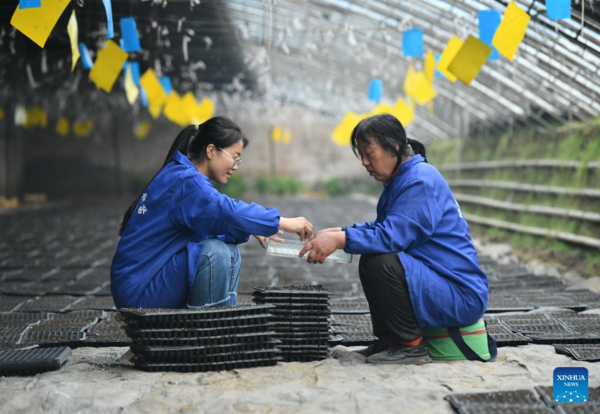 Pic Story: Woman Agricultural Entrepreneur Devoted to Vegetables Business