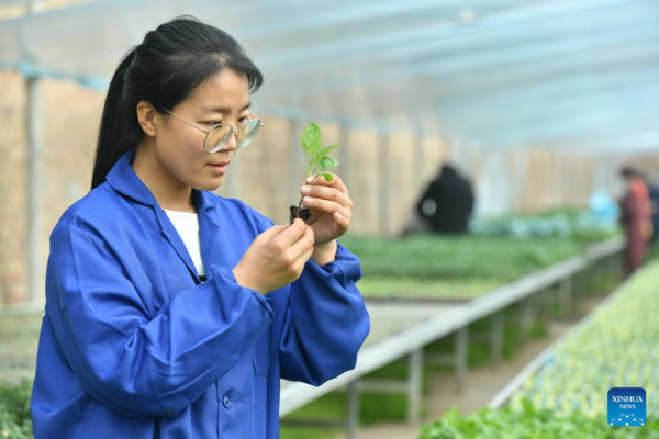 Pic Story: Woman Agricultural Entrepreneur Devoted to Vegetables Business