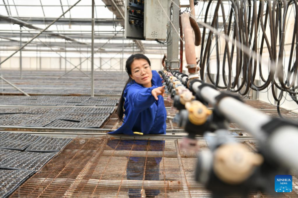 Pic Story: Woman Agricultural Entrepreneur Devoted to Vegetables Business