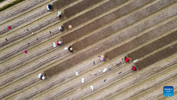 Arrival of Yushui Sees Wave of Spring Farming Activities Across China