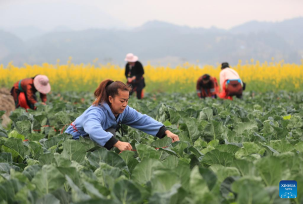 Arrival of Yushui Sees Wave of Spring Farming Activities Across China