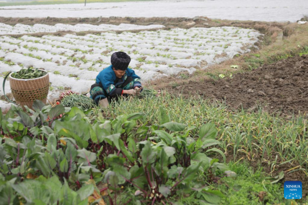 Arrival of Yushui Sees Wave of Spring Farming Activities Across China