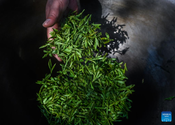 Farmers in Hangzhou Start Harvesting Longjing Tea Leaves Ahead of Qingming Festival
