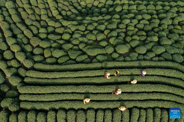 Farmers in Hangzhou Start Harvesting Longjing Tea Leaves Ahead of Qingming Festival