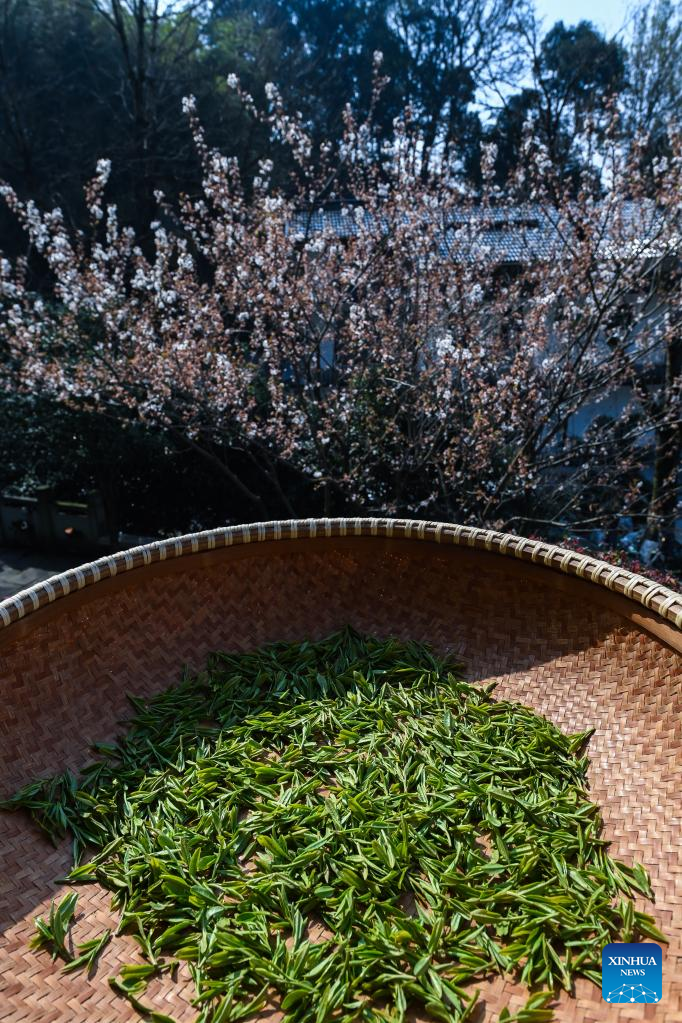 Farmers in Hangzhou Start Harvesting Longjing Tea Leaves Ahead of Qingming Festival