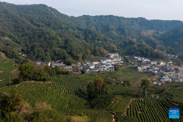 Farmers in Hangzhou Start Harvesting Longjing Tea Leaves Ahead of Qingming Festival