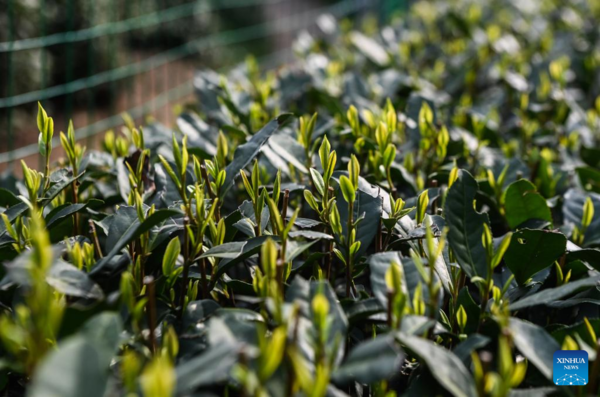 Farmers in Hangzhou Start Harvesting Longjing Tea Leaves Ahead of Qingming Festival