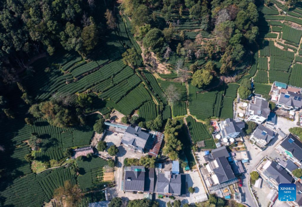 Farmers in Hangzhou Start Harvesting Longjing Tea Leaves Ahead of Qingming Festival