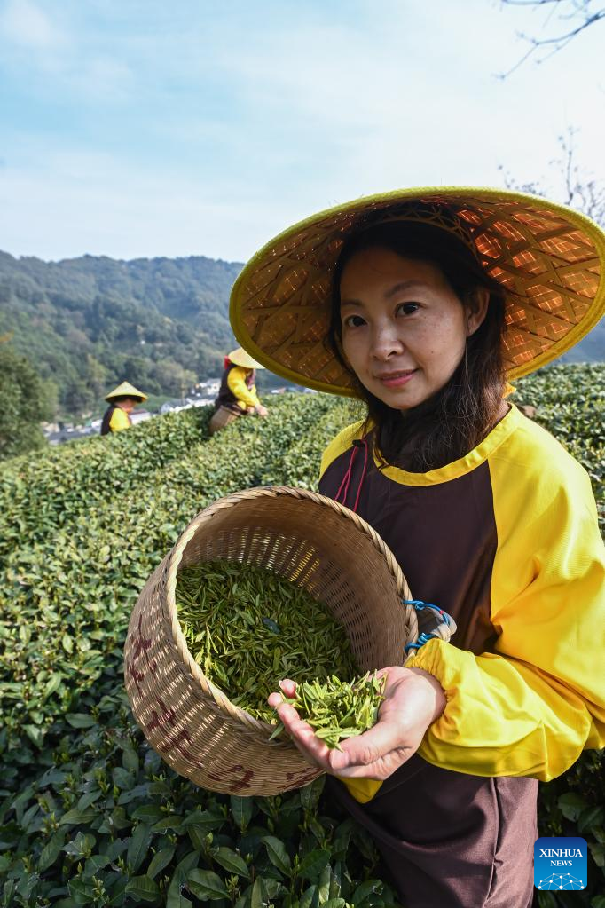 Farmers in Hangzhou Start Harvesting Longjing Tea Leaves Ahead of Qingming Festival