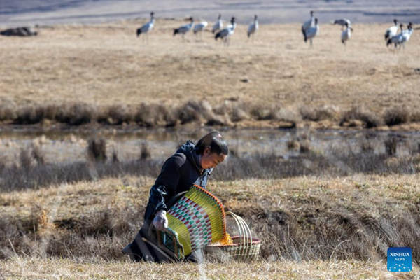 Caring for Cranes Meticulously