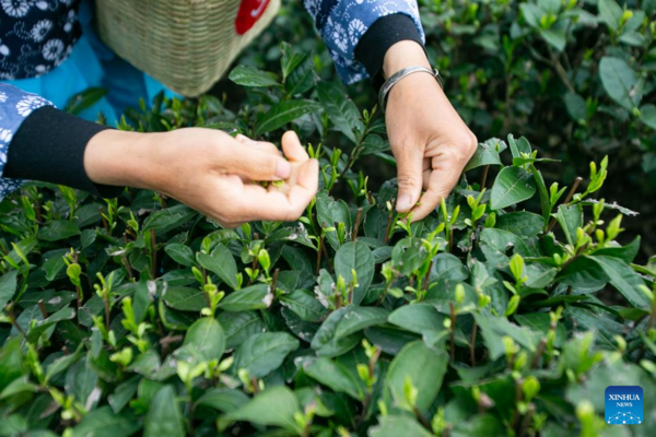 Tea Industry Cultivated to Boost Local Farmers' Income in SW China