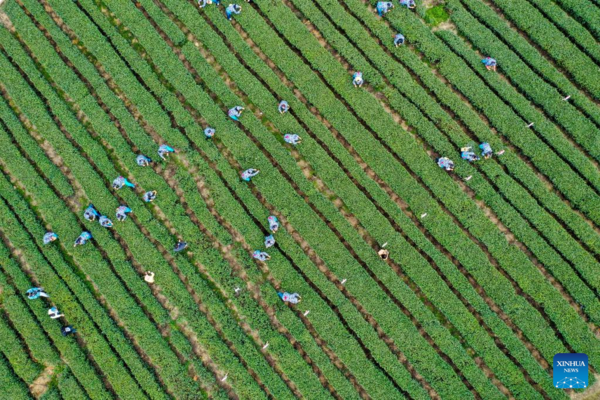 Tea Industry Cultivated to Boost Local Farmers' Income in SW China