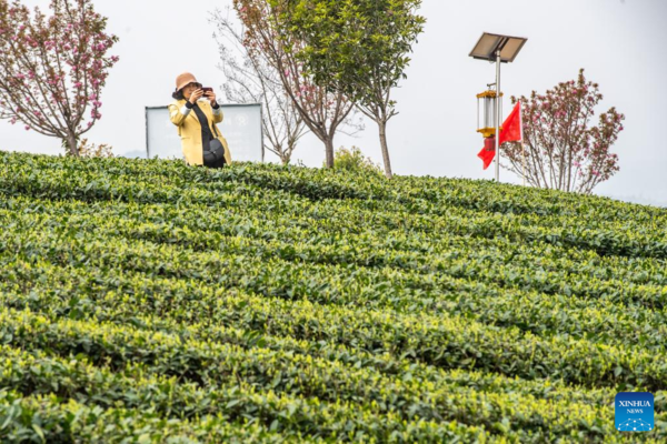 Tea Industry Cultivated to Boost Local Farmers' Income in SW China
