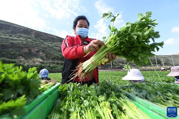 Rural Woman Helps Villagers Attain Wealth by Growing Vegetables