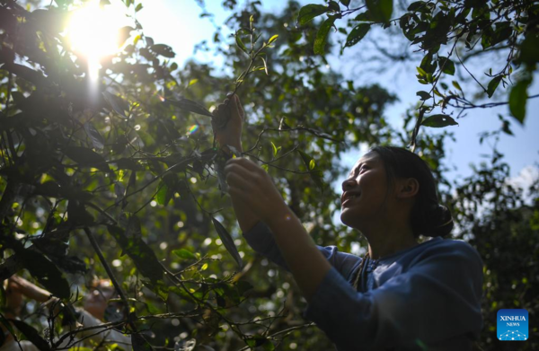 Spring Tea Picking Starts in Pu'er City, China's Yunnan