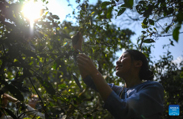 Maker of popular weedkiller amplifies fight against cancer