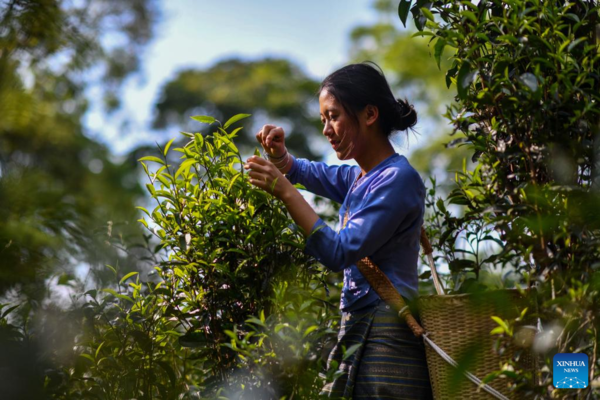 Spring Tea Picking Starts in Pu'er City, China's Yunnan