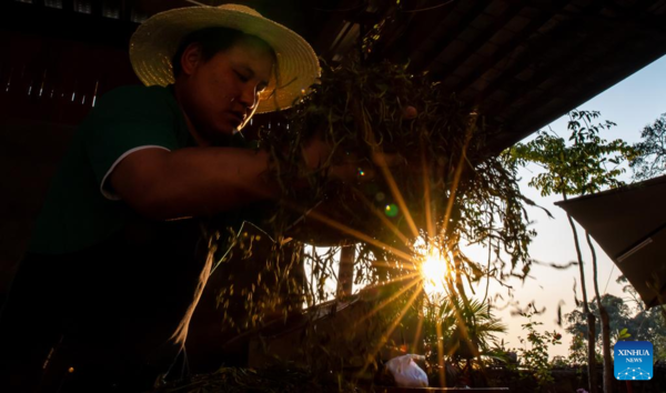 Spring Tea Picking Starts in Pu'er City, China's Yunnan