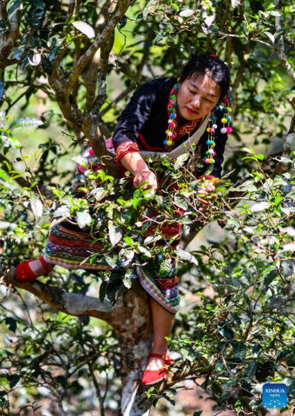 Spring Tea Picking Starts in Pu'er City, China's Yunnan